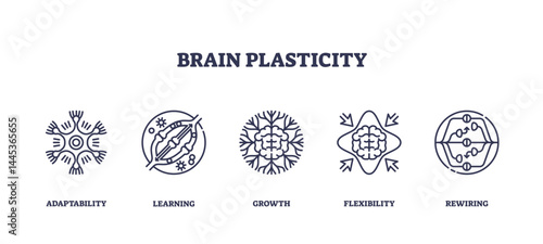 Brain plasticity shows adaptability, learning, and neural growth with outlined icons of brain, arrows, and neural connections, transparent background. Outline icons set