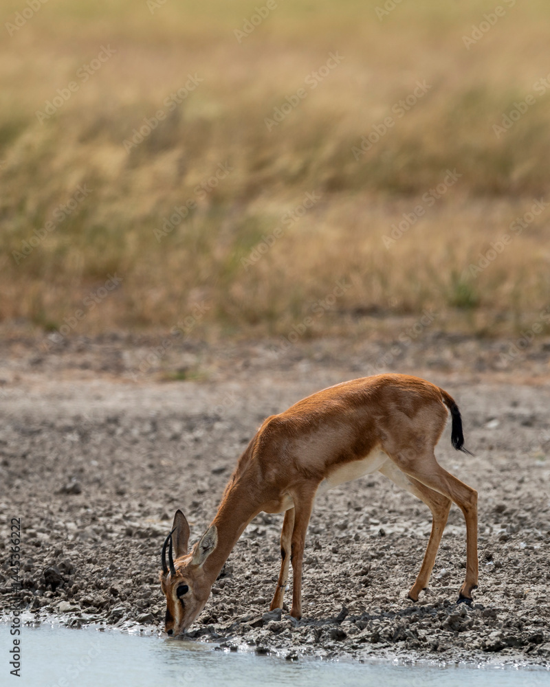 Obraz premium Chinkara or Indian gazelle or Gazella bennettii an Antelope close up or portrait drinking water quenching thirst from waterhole in safari natural green at ranthambore national park rajasthan india