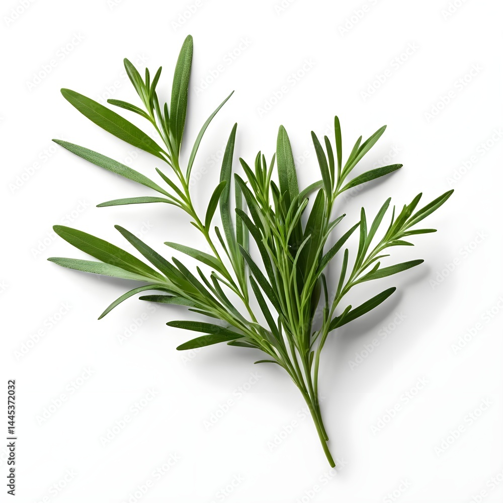 Obraz premium Sprig of Fresh Tarragon