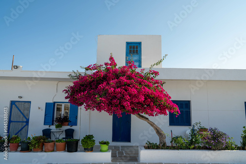 Traditional building in Chora, Ios island, Greece. Blue windows, bougainvillea flowers