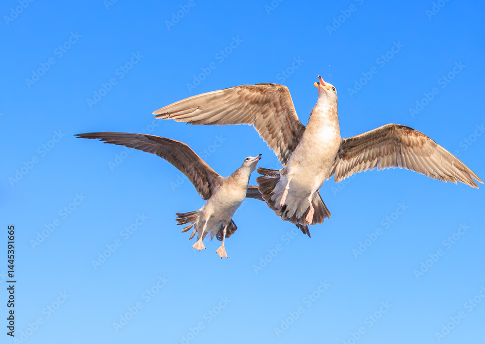 Fototapeta premium 飛びながら餌をキャッチするウミネコの幼鳥
