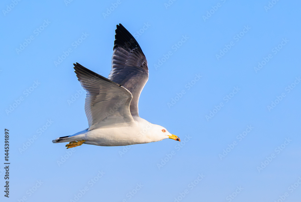 海上を飛ぶウミネコ 海上を飛ぶウミネコ