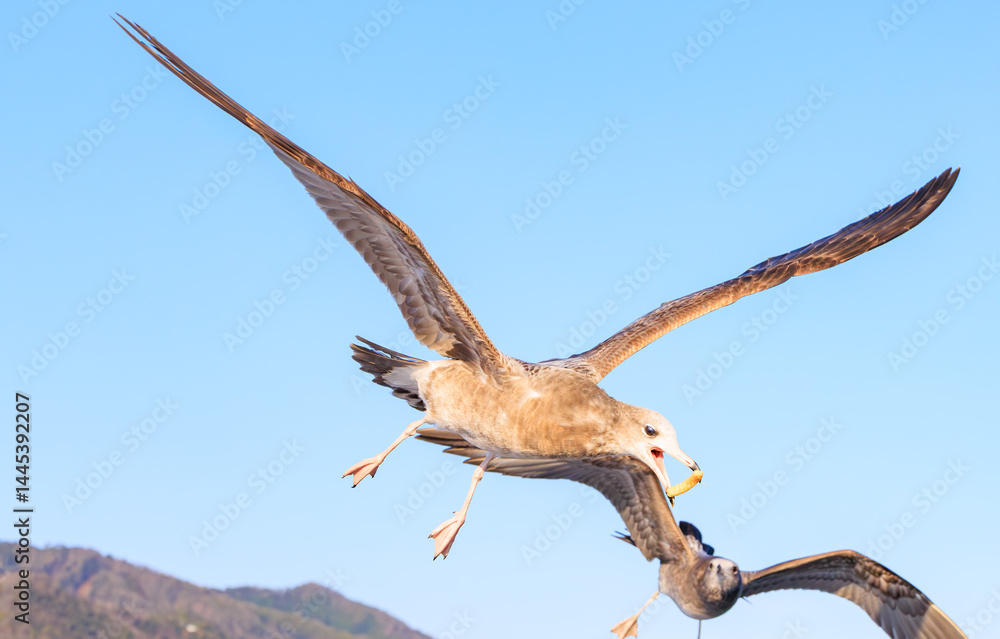 Fototapeta premium 飛びながら餌をキャッチするウミネコの幼鳥