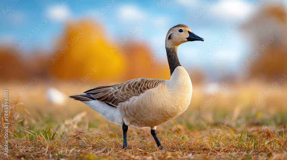 Beautiful duck walking through autumn grass in a tranquil setting Beautiful duck walking through autumn grass in a tranquil setting