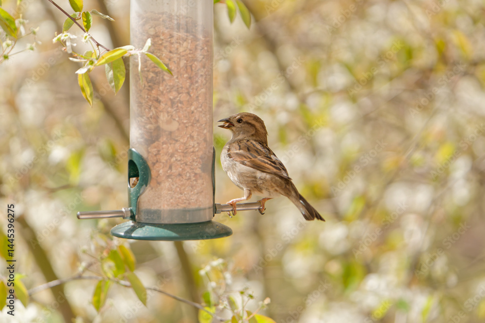 Naklejka premium sparrow eating seeds from a bird feeder. seasonal bird feeding