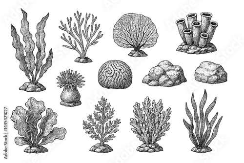 Detailed vector icons of various marine plants and corals representing aquatic biodiversity in a monochrome style