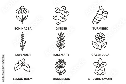 Vector icon set of herbal plants and flowers including echinacea, ginger, turmeric, and more for health and wellness design