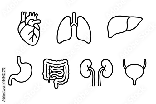 Human body organ vector icons illustrating heart, lungs, liver, stomach, intestines, kidneys, and bladder for educational purposes
