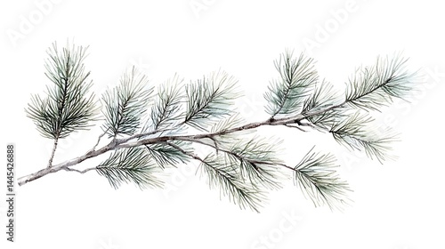Watercolor illustration of a pine branch on white background