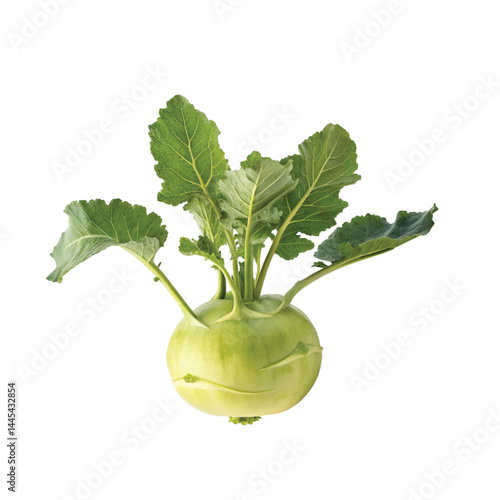 fresh kohlrabi vegetable illustration  
organic kohlrabi food design 