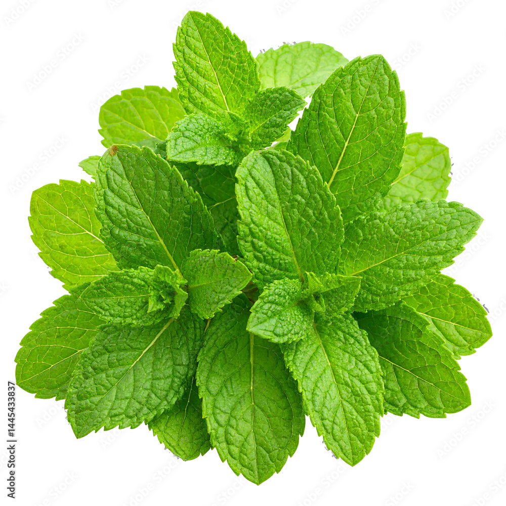 fresh mint leaves isolated on transparent background, png fresh mint leaves isolated on transparent background, png