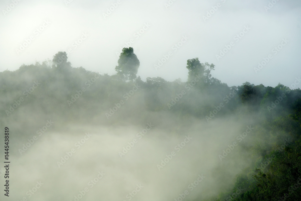 Fototapeta premium Misty Forest Landscape with Trees Emerging from Low-Hanging Fog