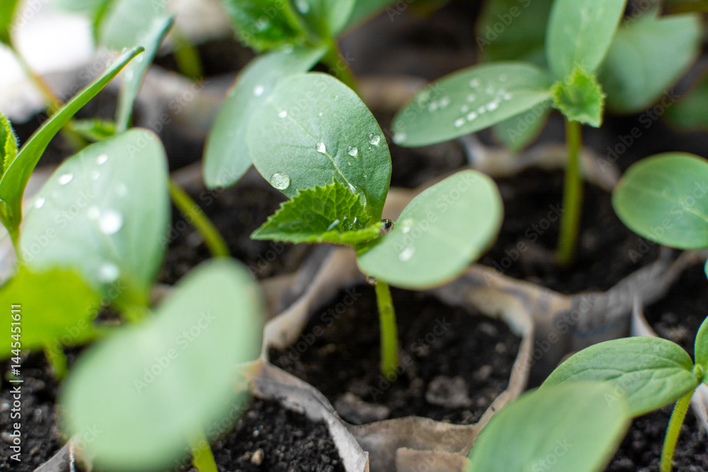 Close-up of zucchini seedlings. Growing vegetables at home. Close-up of zucchini seedlings. Growing vegetables at home.