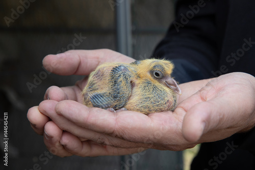 Jeune pigeonneau gris âgé d'environ 5 jours dans les mains d'un homme, en extérieur.
