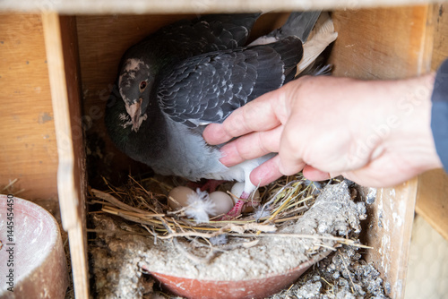 Femelle pigeon dans une cage en bois sur son nid et couvant trois oeufs blancs. Dérangée par la main d'un homme.