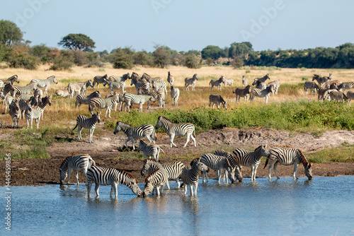 okavango delta: Zebras at Boteti River in the Makgadikgadi Pan national park in Botswana
 