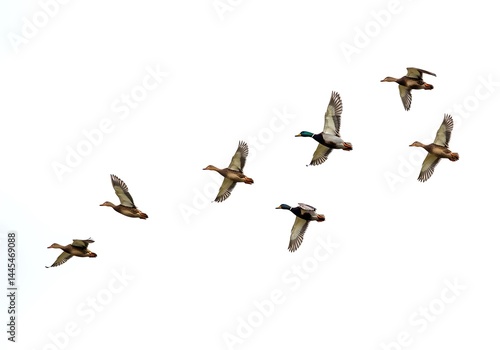 A flock of ducks flying in formation against a bright white sky with their wings outstretched gracefully