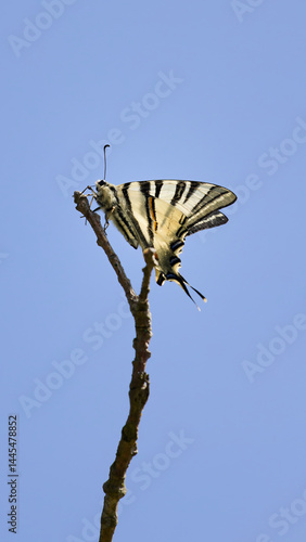 Scarce Swallowtail_Iphiclides podalirius_butterfly