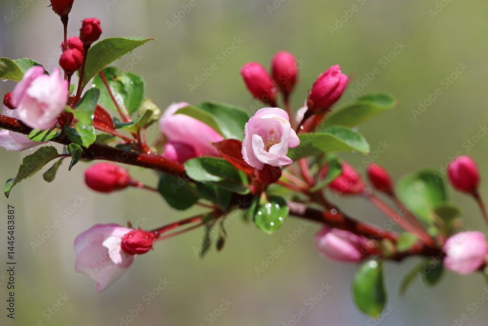 Apple blossom in spring garden on blurred background. Pink flowers and red bugs on a branch after rain