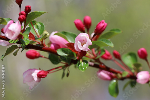 Obraz na płótnie Apple blossom in spring garden on blurred background. Pink flowers and red bugs on a branch after rain w salonie