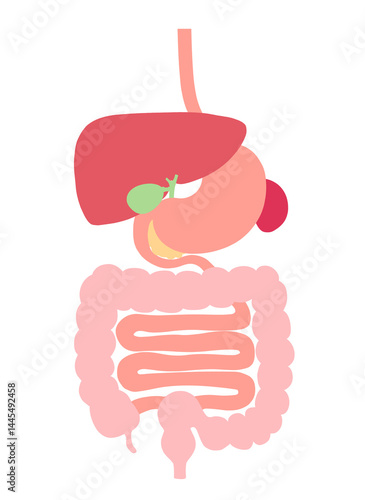 Bild auf Leinwand 消化器系の内臓のイラスト（食道・胃・膵臓・脾臓・肝臓・胆嚢・大腸・小腸）