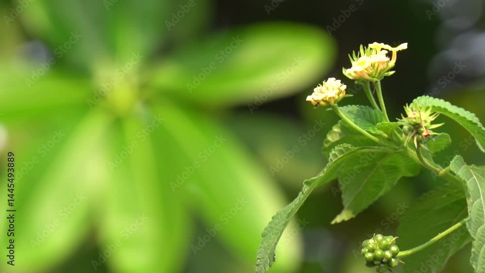 Lantanas are vibrant, hardy flowers attracting butterflies with their colorful blooms, thriving in sun and heat, perfect for lively garden displays. Lantanas are vibrant, hardy flowers attracting butterflies with their colorful blooms, thriving in sun and heat, perfect for lively garden displays.