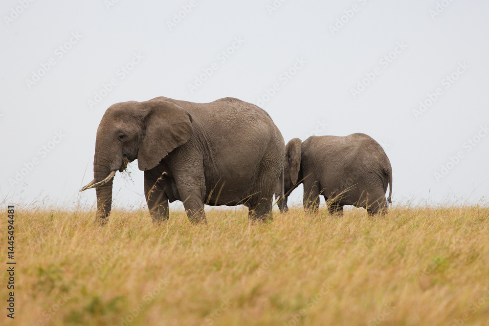 Obraz premium Two African elephants walking and grazing in Masai Mara grassland, Kenya. Wildlife safari in natural savannah habitat. Large mammals in open African landscape.