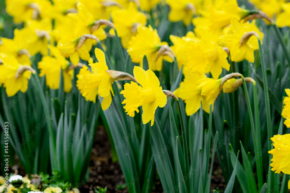 Obraz premium Yellow daffodils in the garden. Spring flowers background. Close up, selective focus