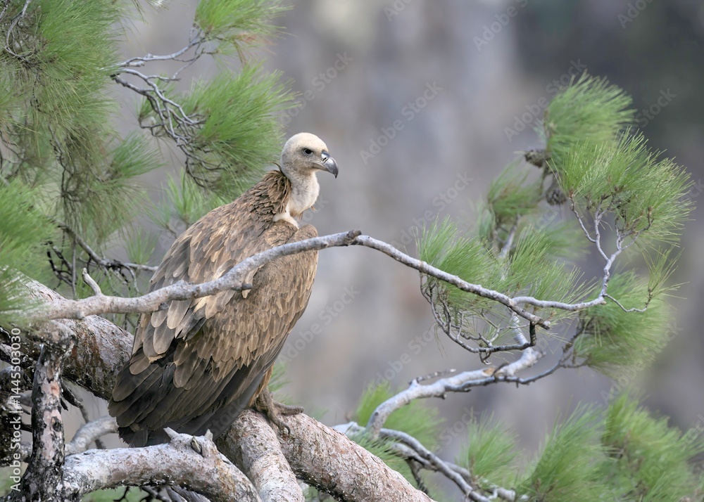 Griffon Vulture (Gyps fulvus), Crete Griffon Vulture (Gyps fulvus), Crete