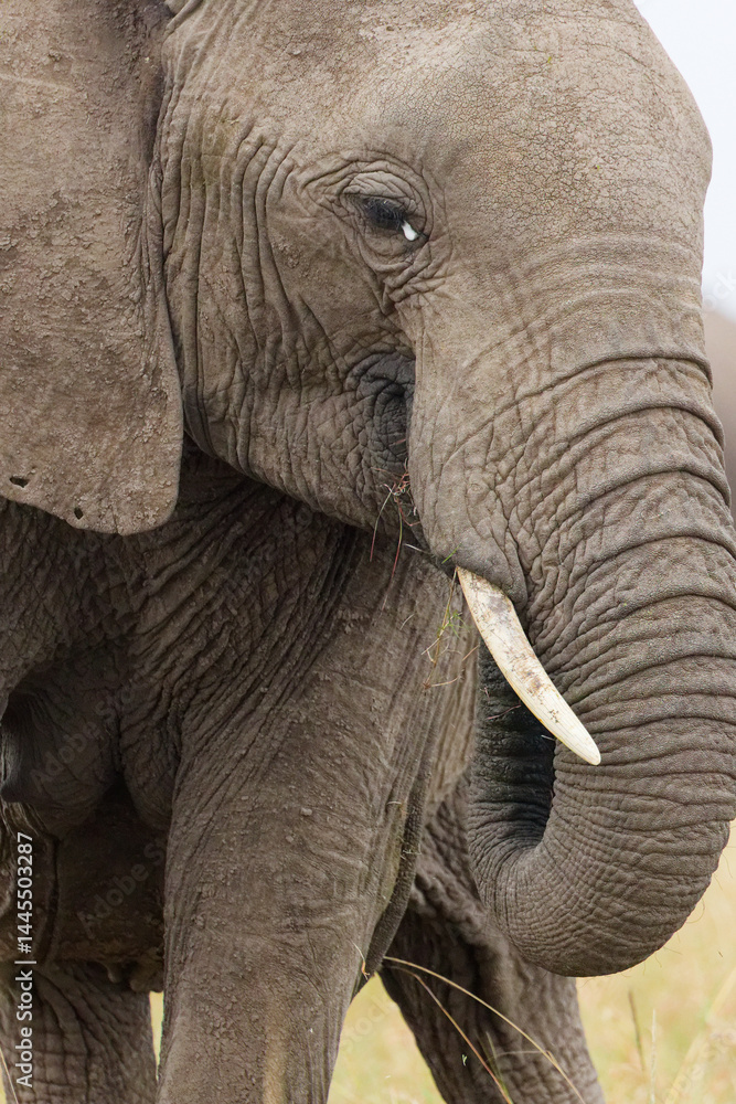 Vertical photo Closeup of African elephant showing tusk, trunk, and eye detail in Masai Mara, Kenya. Wildlife texture and facial features in natural habitat. Safari animal portrait. Vertical photo Closeup of African elephant showing tusk, trunk, and eye detail in Masai Mara, Kenya. Wildlife texture and facial features in natural habitat. Safari animal portrait.