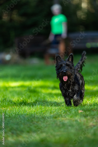 dog on the grass