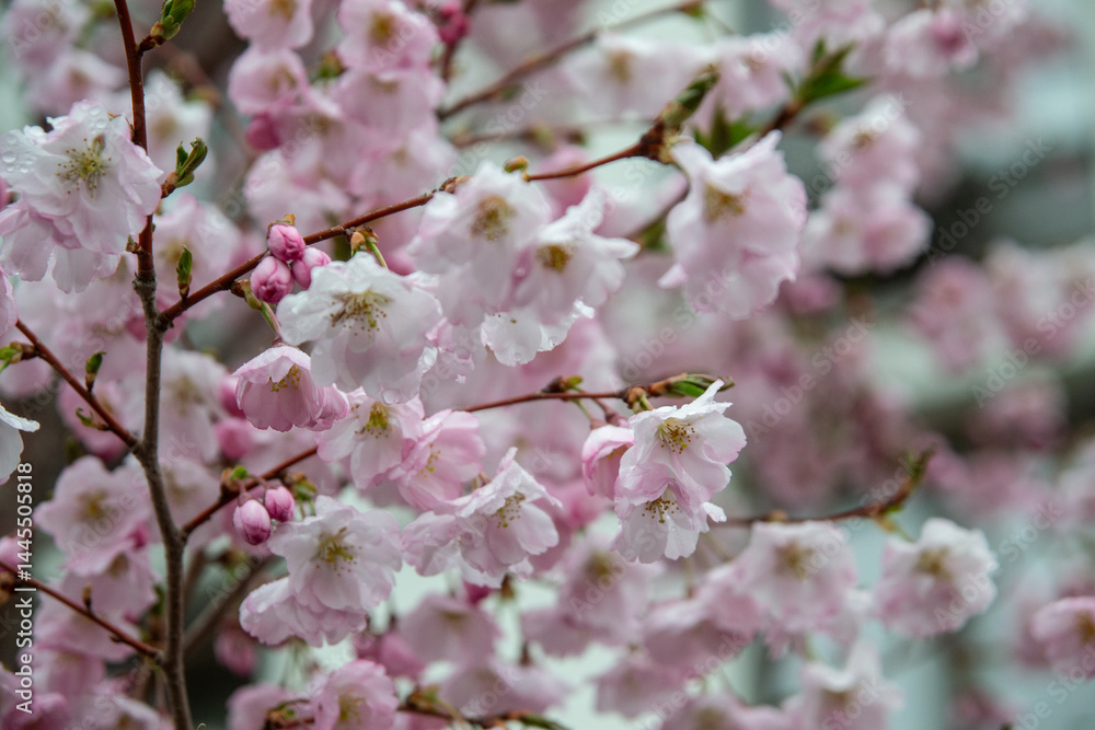 pink cherry blossom pink cherry blossom