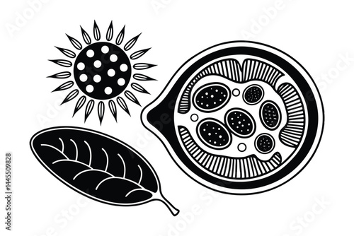 Biological Vector Illustration of Photosynthesis in Plant Cells