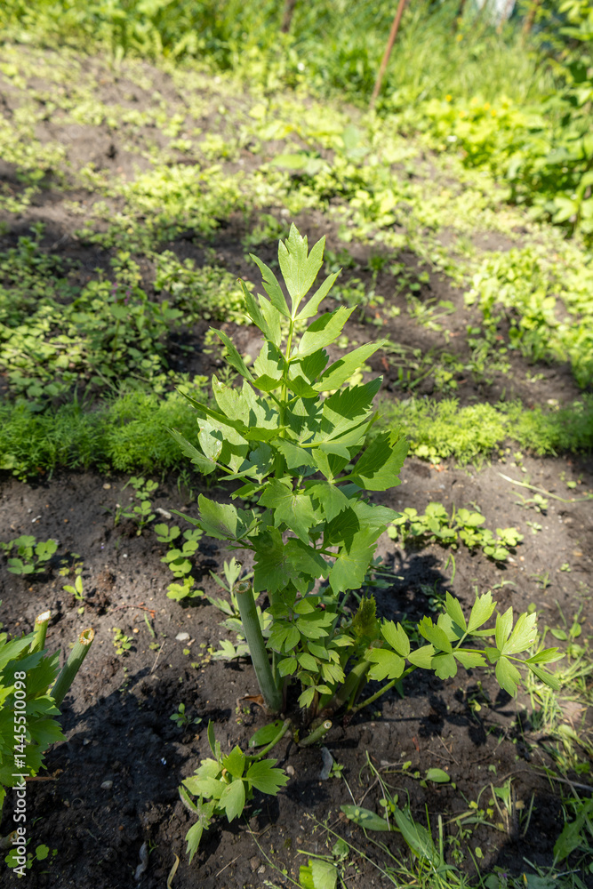 Full view of healthy lovage plant growing in garden. Full view of healthy lovage plant growing in garden.