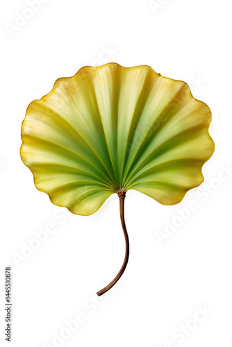 A high-resolution image of a yellow and green leaf, radiating from the center with delicate grooves and an elegant fan-like shape, captured against a simple white background.