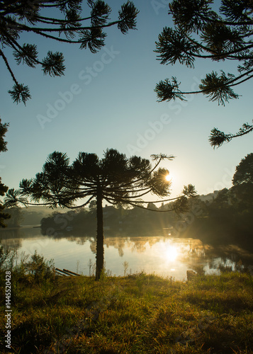 Araucaria angustifolia and sun rising above Barragem do Salto (Salto Dam) in Sao Francisco de Paula, South of Brazil