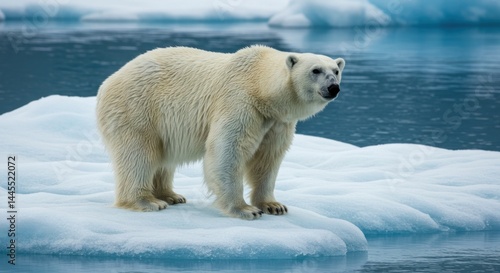 Polar Bear on Ice, Photo