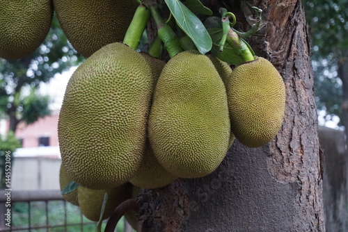 Closeup shot of unripe hanging jackfruits, A bunch of green jackfruits hanging on a tree, Organic jackfruit farming on a rural farm