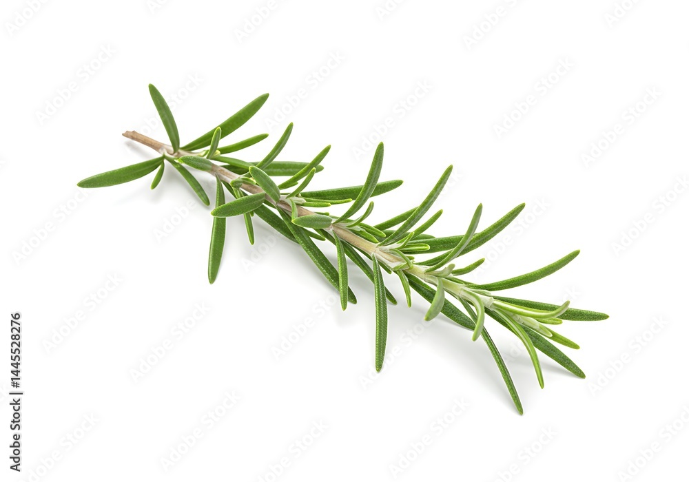 A sprig of rosemary with green leaves isolated on a white background in a studio shot close up view A sprig of rosemary with green leaves isolated on a white background in a studio shot close up view