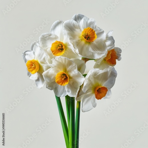 Daffodil blossom close up flower on white background