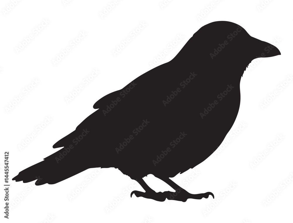 Obraz premium CROW SILHOUETTE WHITE BACKGROUND
