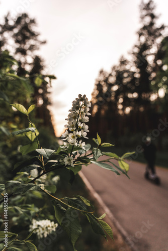 a flower blooming in the forest