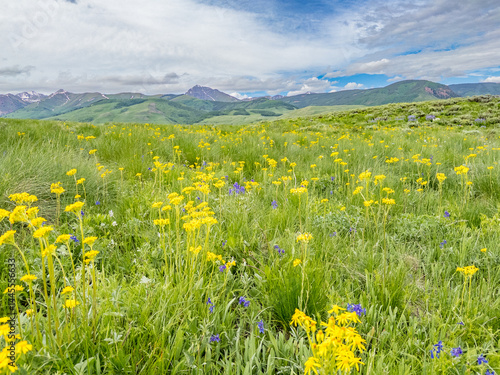 Wildflowers blooming in a Colorado Mountain Meadow