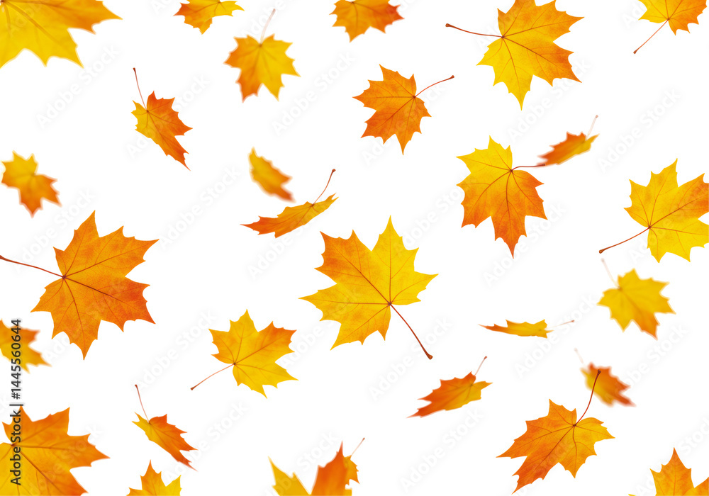 鮮やかなオレンジと黄色の紅葉の透明な背景に舞う葉のクローズアップ 鮮やかなオレンジと黄色の紅葉の透明な背景に舞う葉のクローズアップ