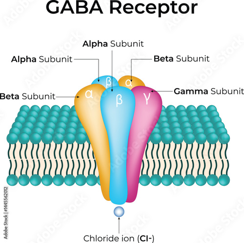 GABA Receptor Structure Design Vector Illustration