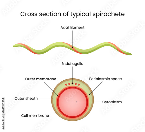 Cross Section of Typical Spirochete Bacterial Cell Structure