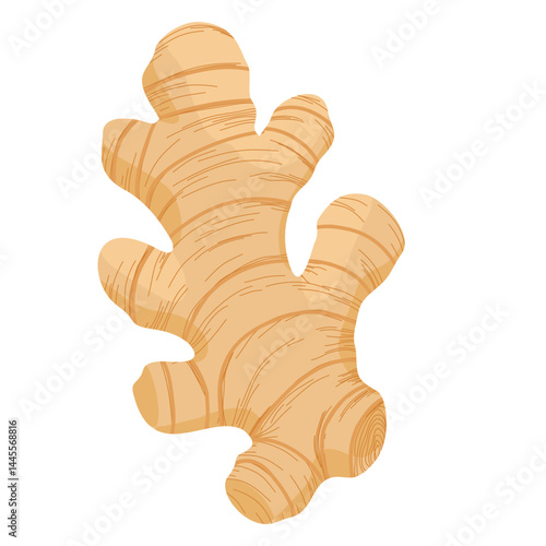 ginger root illustration