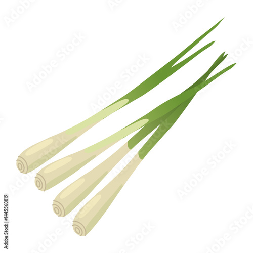 Lemongrass illustration