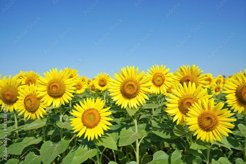 Fototapeta premium Vibrant sunflower field under clear blue sky in full bloom