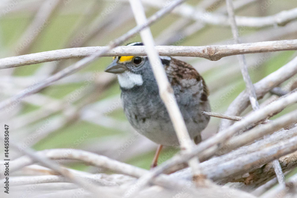 Fototapeta premium Bird Peeking Out
